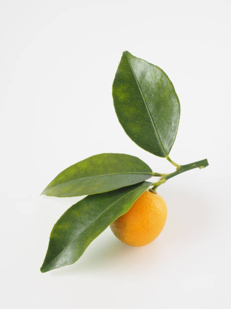 istock kumquat fruits on white background 1362903526