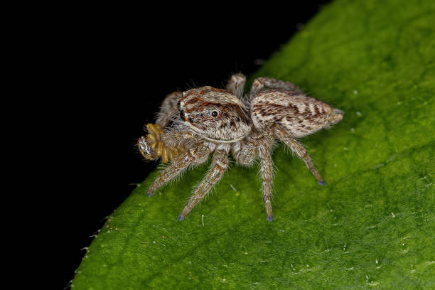 istock Adult Female Jumping Spider 1362903570