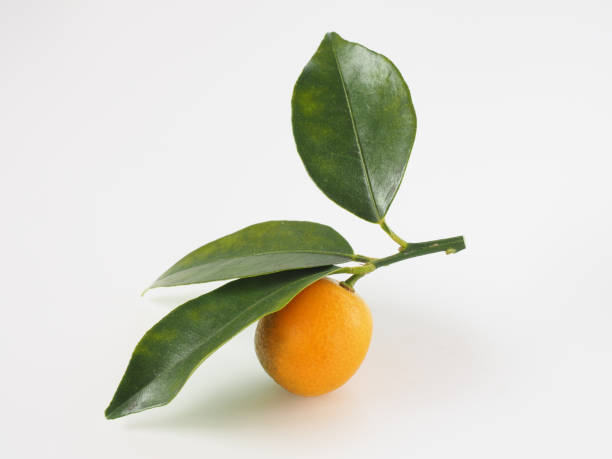 istock kumquat fruits on white background 1362904145