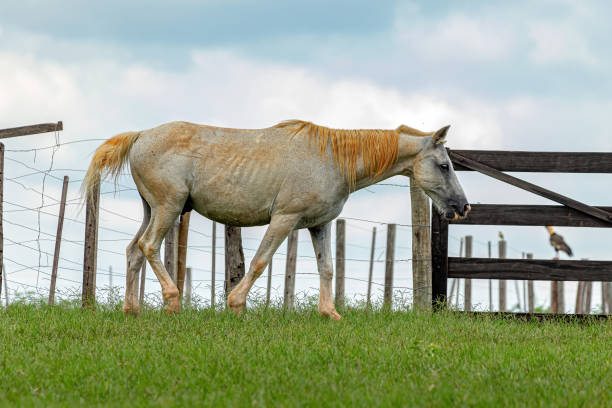 istock Horse resting in a pasture area 1362904233