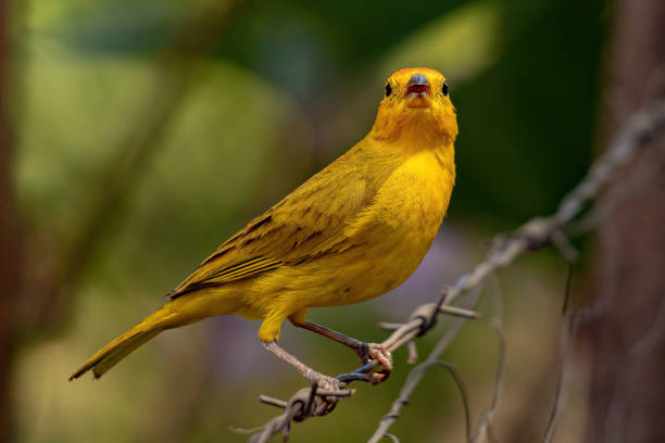 istock Saffron Finch Bird 1362905467