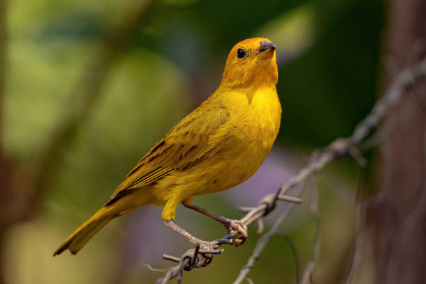 istock Saffron Finch Bird 1362905468