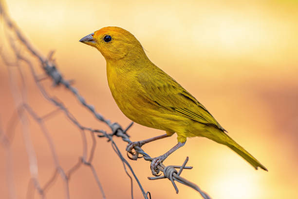 Saffron Finch Bird stock photo