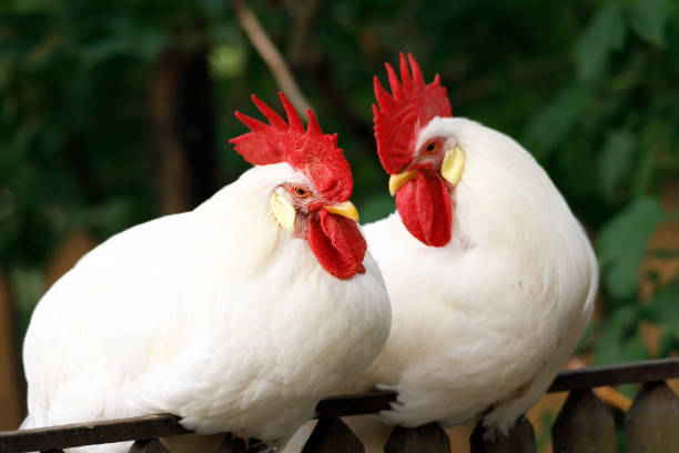 two roosters with red combs are sitting on the fence