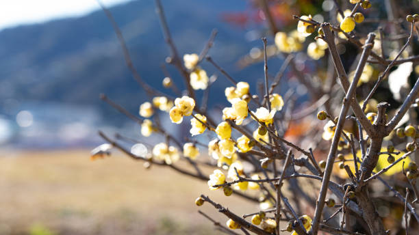 冬の花スウィート - winter sweet ストックフォトと画像
