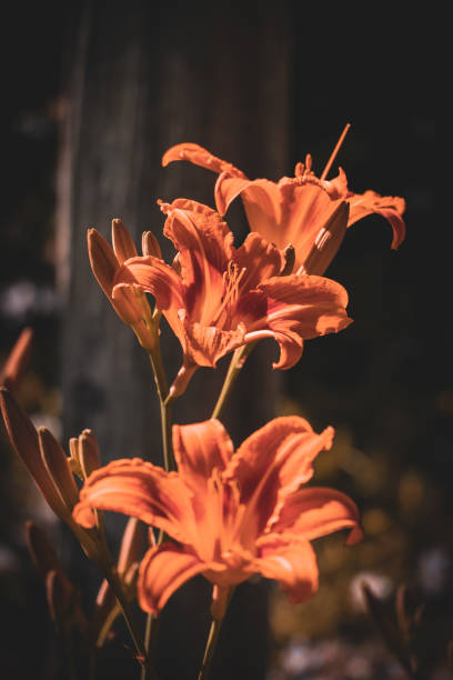 Giant orange Daylily (Hemerocallis fulva) on a beautiful spring in a garden Giant orange Daylily (Hemerocallis fulva) on a beautiful spring in a garden hemerocallidoideae stock pictures, royalty-free photos & images
