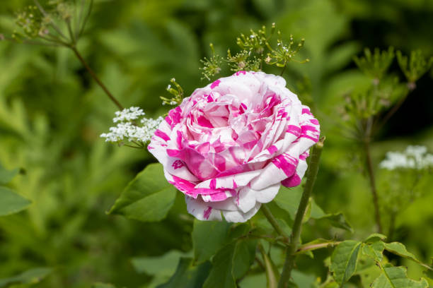 rosa gallica versicolor em rosa e branco - gallica rose - fotografias e filmes do acervo