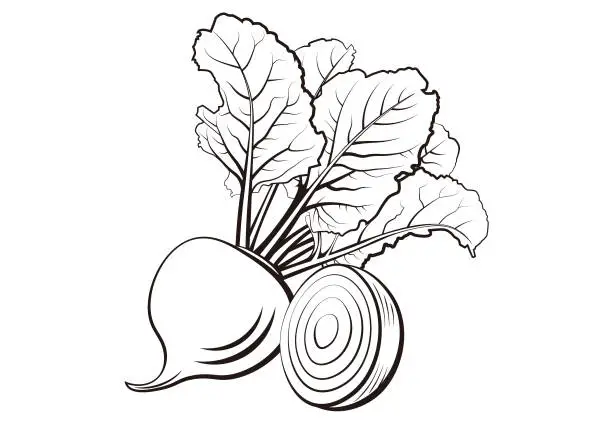 Vector illustration of beet black simple line illustration