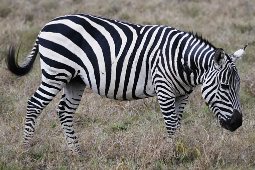 Photo of a zebra in Kenya, Africa.