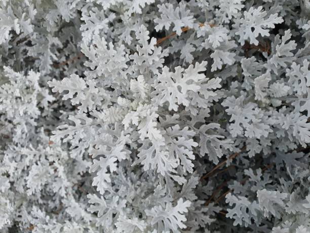 istock Jacobaea maritima is a single, silvery, wavy-edged shrub that prefers cool climates. It is commonly grown as an ornamental plant. 1362911103