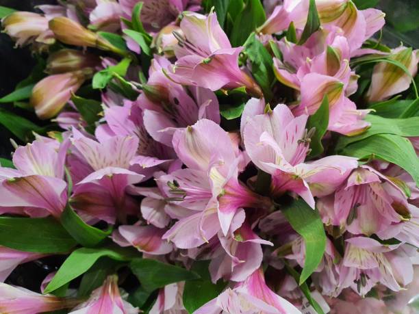 alstroemeria flores multicoloridas com um padrão nas pétalas representa amor, amizade, sucesso, boa sorte, simbolizando grande graça e dignidade. - alstromeria - fotografias e filmes do acervo