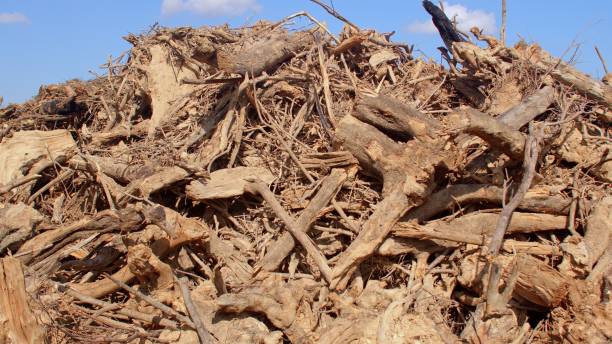 istock Pile of chopped branches of olive trees. Close up. Environmental problem. 1362911157