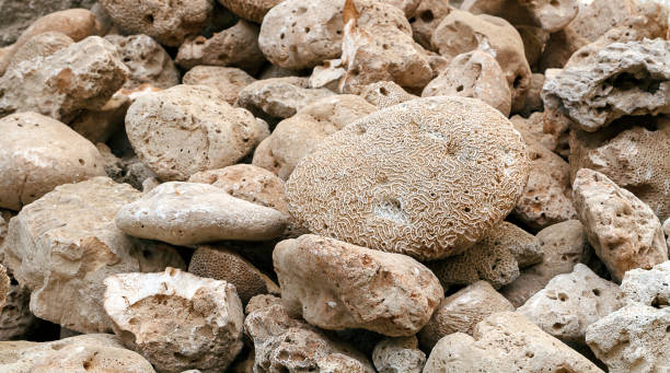 istock White sea sponge among other rocks 1362911423