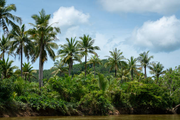 alberi di cocco tropicali in ambiente naturale. - coastline branch day summer foto e immagini stock
