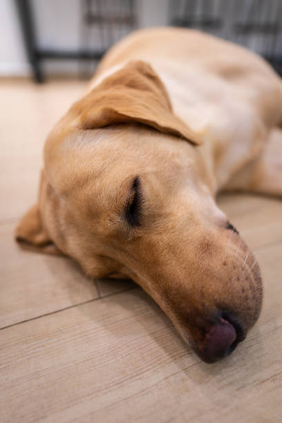 istock A sleeping cute Labrador retriever dog. 1362911696