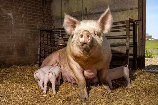 Sow pig and her cute pink piglets drinking in the straw in a barn from mother pig's teats, suckling milk