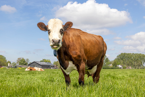 Red cow fleckvieh, simmental cattle breed known as: groninger blaarkop, in a field with grass and a blue sky as background