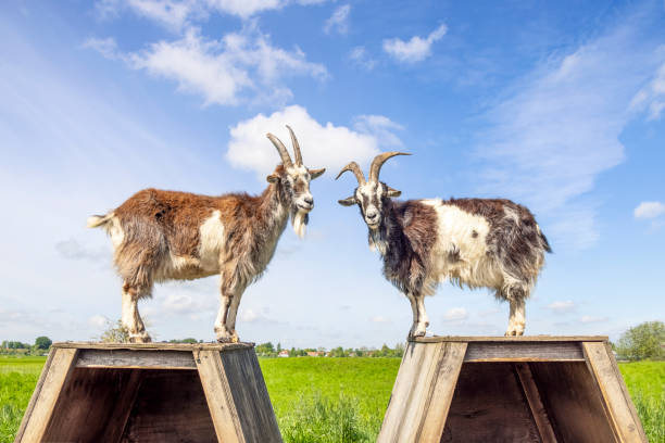 dwie kozy wspinające się naprzeciwko na pióro, duże rogi, widok z boku, błękitne niebo - spring bud horizontal color image zdjęcia i obrazy z banku zdjęć