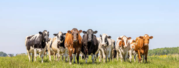 istock Pack of cows, front row, a panoramic wide view, a pack black white and red, herd in a field 1362913099