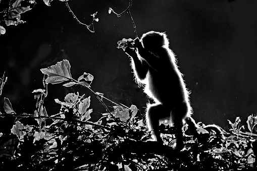 Rhesus monkey , a profile in silhouette