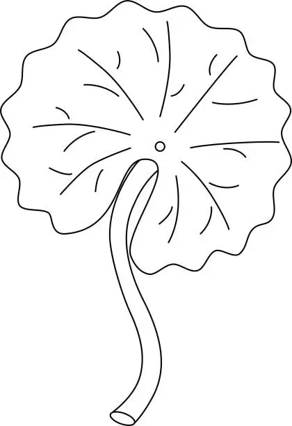 Vector illustration of Gotu kola leaf outline