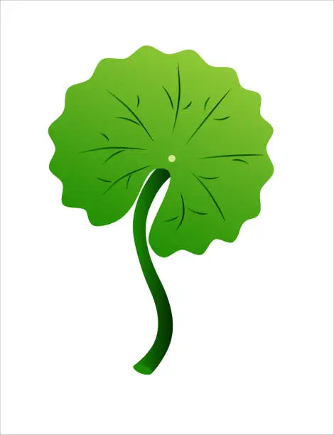 Vector illustration of Gotu kola leaf