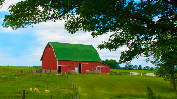 istock Red Barn-Farm-with grazing Alpacas-Howard County Indiana 1362917199