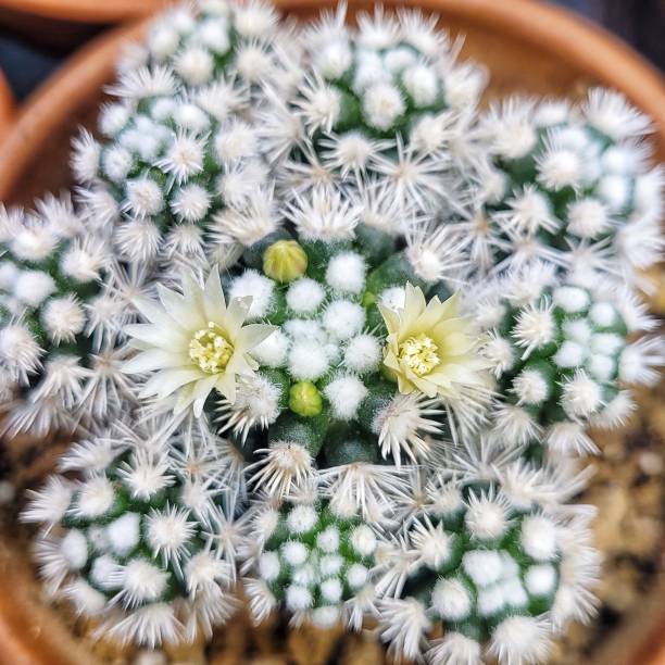 kwitnienie mammillaria - mammillaria cactus zdjęcia i obrazy z banku zdjęć