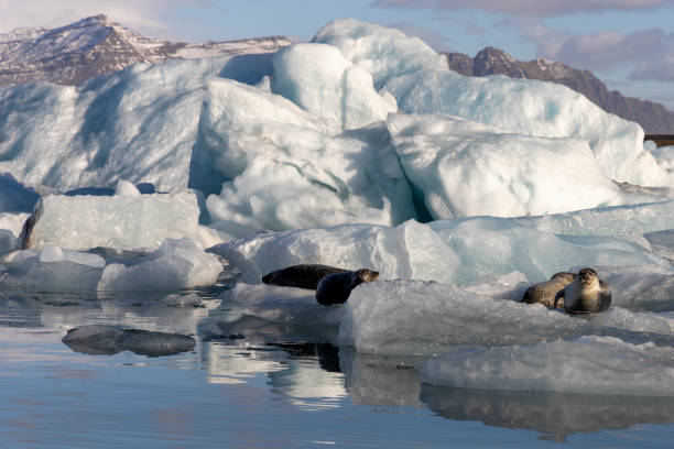 istock Jokulsarlon Glacier Lagoon, Iceland 1362918625