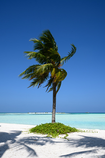 Palm tree on the beach on an island in the Maldives