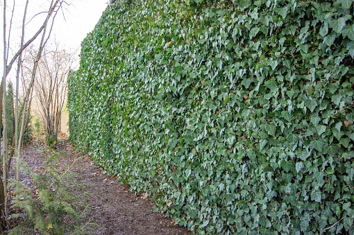 3-meter high mesh fence, entwined with green English ivy (Hedera helix, European ivy). Ivy on fence as decorative element of evergreen garden. Background from elegant leaves. Nature concept for design