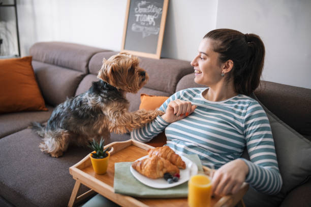 istock Woman Having Breakfast With Her Dog On The Sofa 1362921164