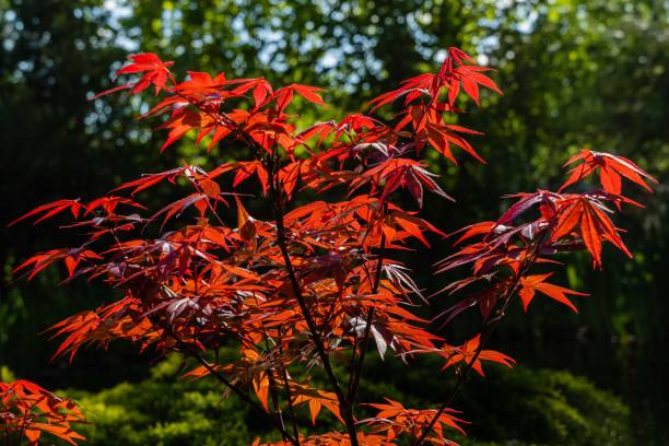 klon japoński acer palmatum atropurpureum na brzegu pięknego stawu ogrodowego. młode czerwone liście na rozmytym tle liści tęczówki bagiennej. wiosenny ogród krajobrazowy. koncepcja natury dla projektu. - nature environmental conservation red japanese maple zdjęcia i obrazy z banku zdjęć