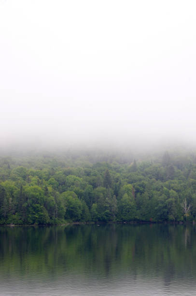 istock trees in heavy fog with copy space 1362922673
