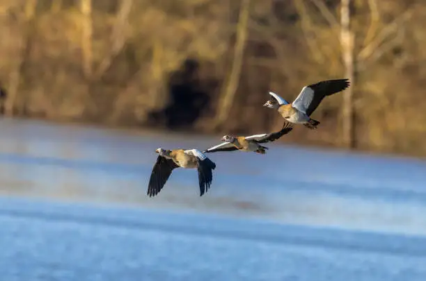 Three egyptian gooses (Alopochen aegyptiaca) flying in front of a lake.