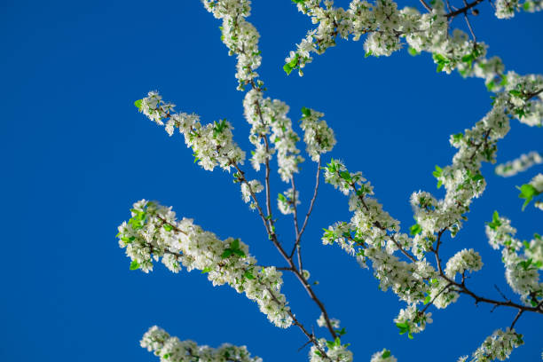 Blooming cherry tree in the spring garden against blue sky. Close up of white flowers on a tree. Spring background stock photo