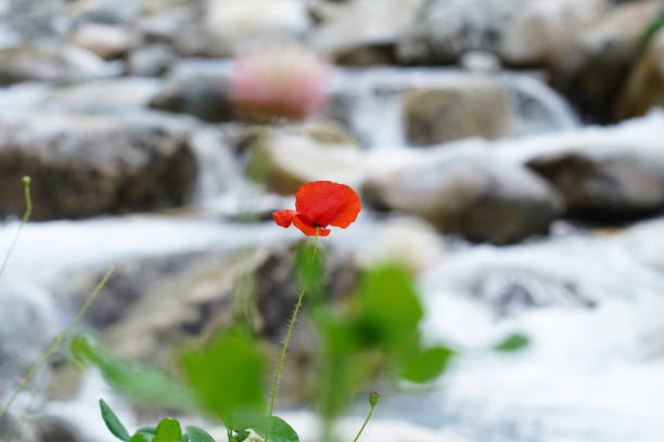 istock Poppy in front of a river 1362923360