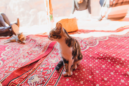 View of little kitty relaxing on the pink authentic carpet on the hill inPetra, Middle East