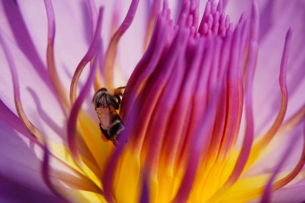 istock Water lily use night color 1362923966