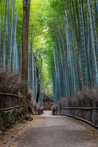The Arashiyama Bamboo Forest in Kyoto, Japan in the early morning with a trail stock photo