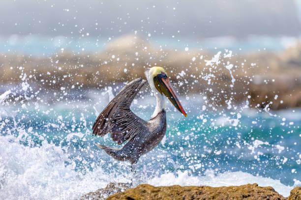 Brown pelican (Pelecanus occidentalis) Ocotal Beach, Costa Rica Brown pelican (Pelecanus occidentalis) against water splash from pacific ocean waves. Ocotal Beach, Wildlife and birdwatching in Costa Rica. brown pelican stock pictures, royalty-free photos & images