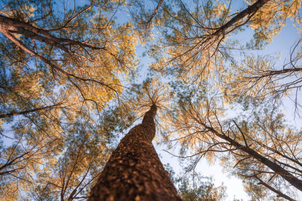 istock Pine trees in autumn forest on conservation area at evening 1362924456