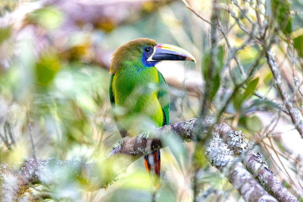 Emerald toucanet (Aulacorhynchus prasinus), small toucan. Beautiful bird at San Gerardo de Dota, Wildlife and birdwatching in Costa Rica.