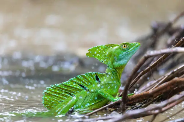 Plumed green basilisk (Basiliscus plumifrons), sitting on branch protruding from water, rainy tropical weather with raindrops in water. Refugio de Vida Silvestre Cano Negro, Costa Rica wildlife .