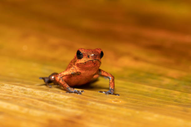 istock Strawberry poison-dart frog (Oophaga pumilio, formerly Dendrobates pumilio)-001 copy 1362924488