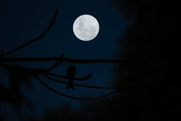 istock Full moon with bird silhouette on tree branch in the dark night. 1362924656