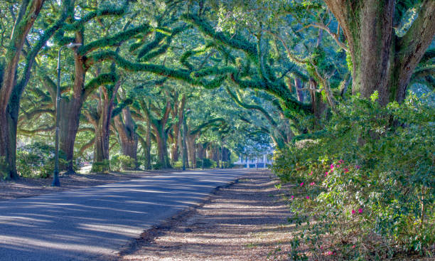 istock Drive with Live Oak Canopy 1362925473