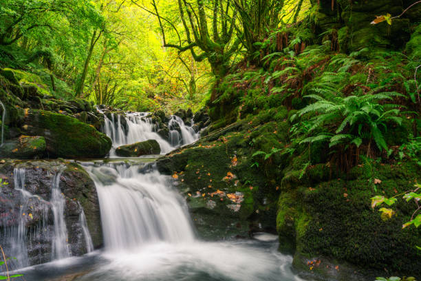 istock Stream overcomes a pair of rocky steps forming beautiful waterfalls 1362925685
