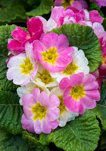 Colorful primroses on a meadow