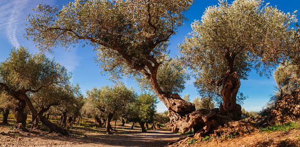 Breathtaking olive grove on a hiking trail in the Sierra de Tarmuntana mountain range in Majorca near the GR221 hiking route. Botanic name of the trees is Olea europaea, typical in the Mediterranean sea countries. Composition of several high-resolution single photos taken with a polarizing filter. Widest pixel width 10295 px. Color editing. Part of a series.